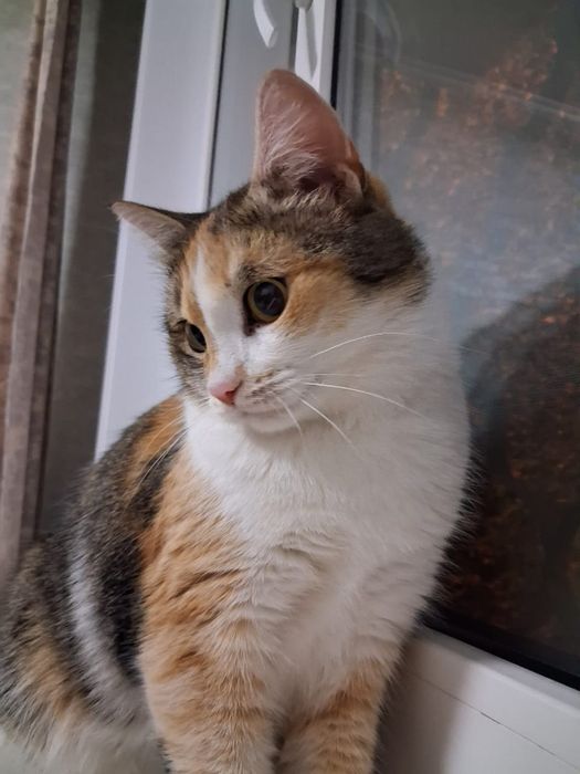 Кошка в добрые руки