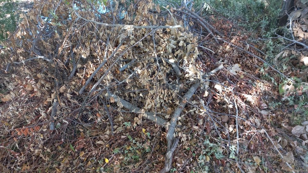 Шох утин кундалари хам бор