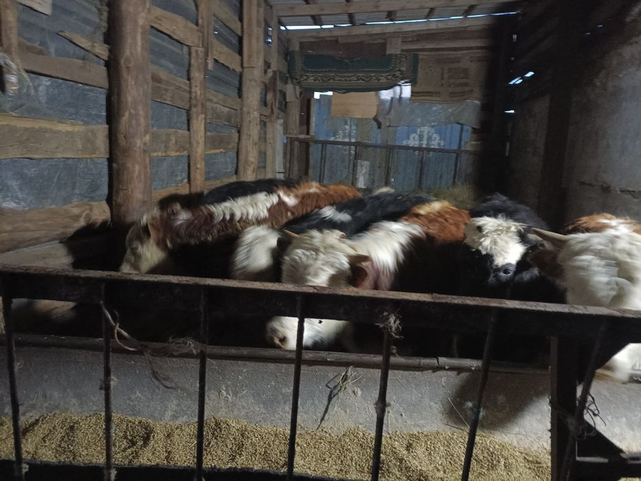 Продам бычков годовалых с откорма.!