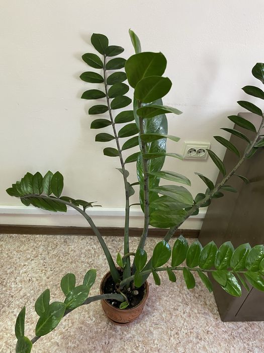 Растение доллоровые