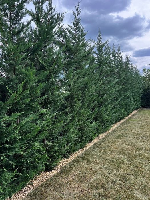 Leylandi cupressus, Livrare gratuita oriunde în Țară