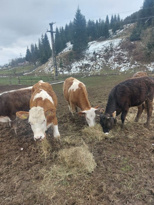 Junici baltata și bruna la alegere