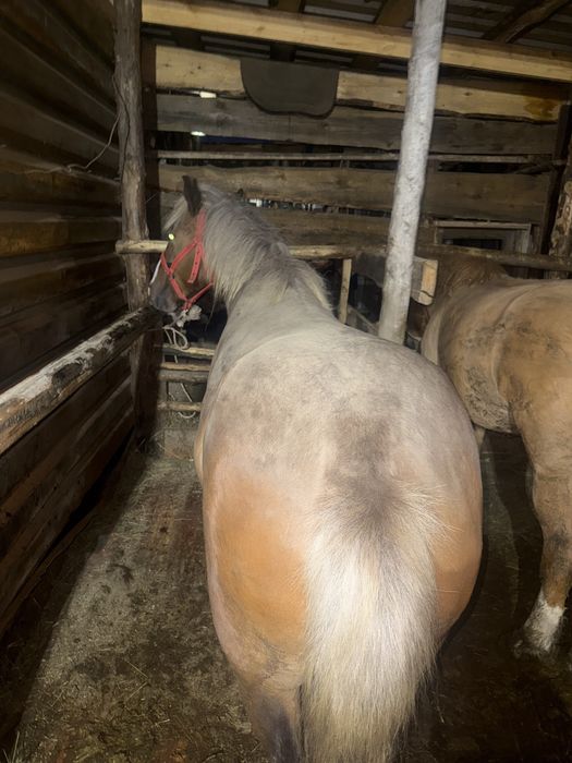 Продам откорм байтал 4жасар