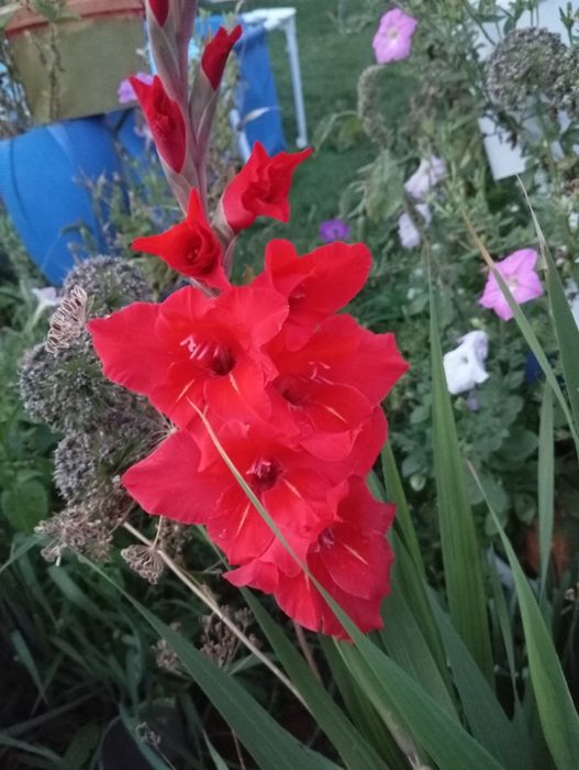 Продам луковицы гладиолуса и георгин