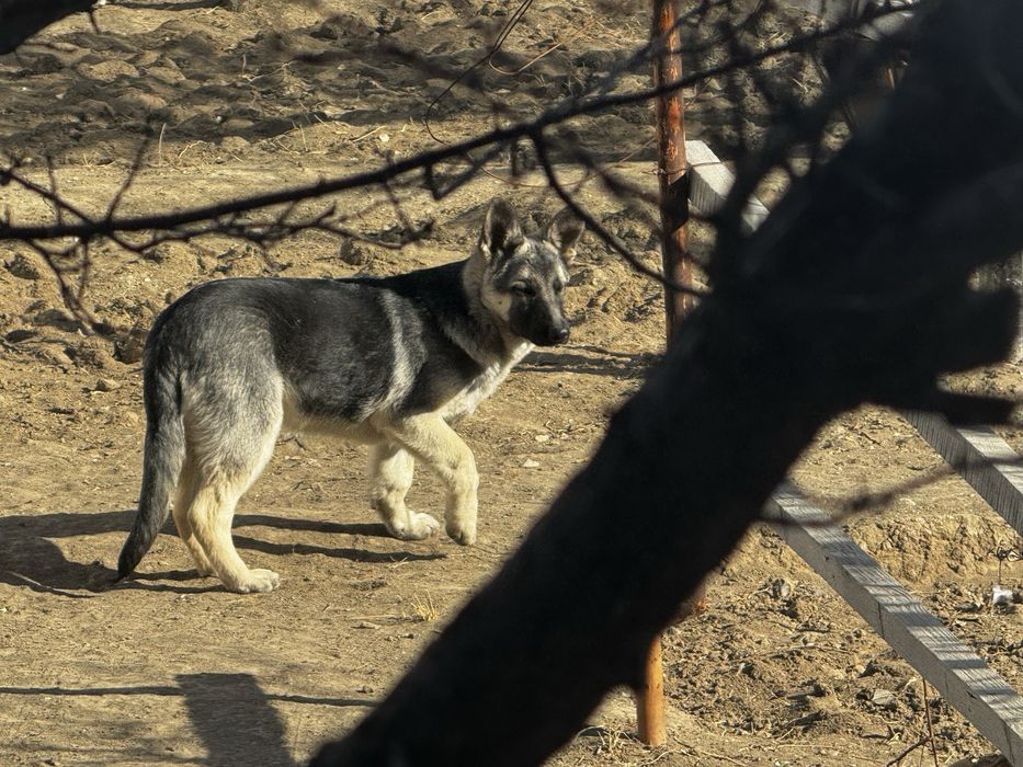 Щенки Восточной европеецкой овчарки .
