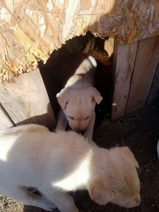 Щенки в добрые руки