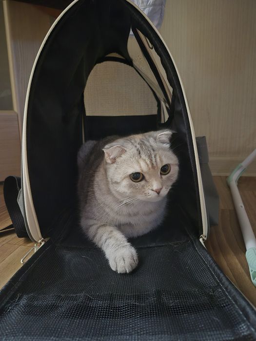 Вязка для кошечки
