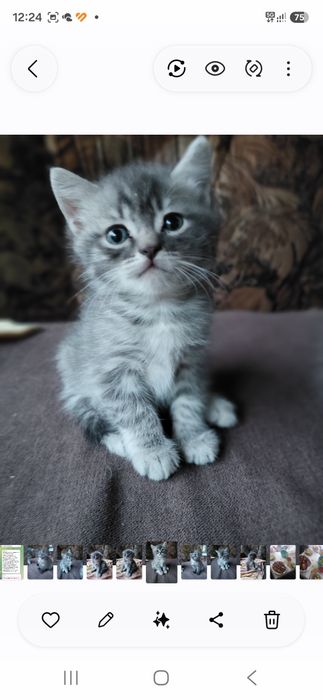 Отдам котят в хорошие руки
