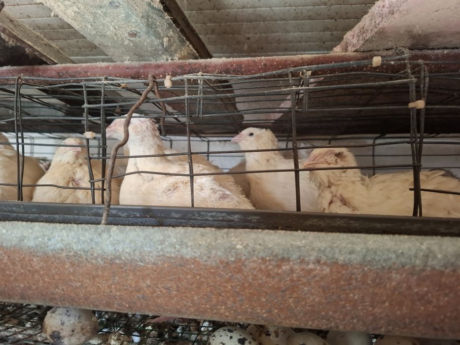 Prepelițe și oua de prepelițe pt consum  și incubat