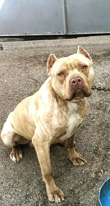 Вязка. Сильный питбуль (кубинец)