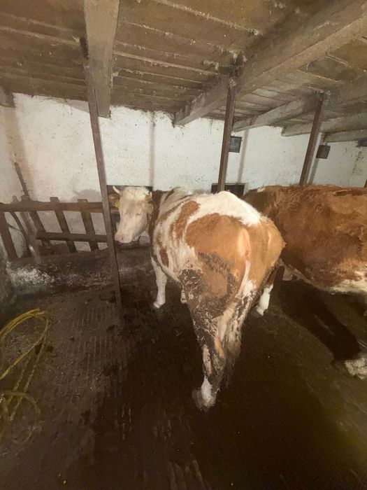 Taur și jurinca  vând pentru detalii la telefon