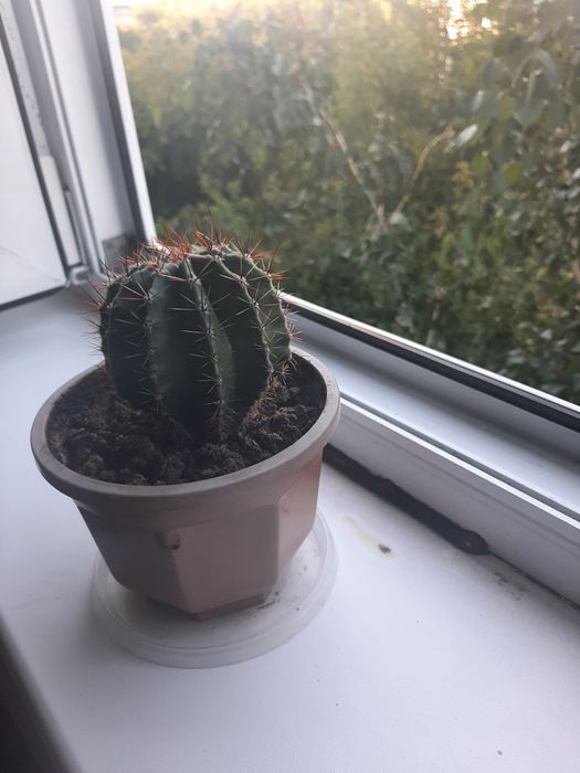 Продам кактус  10см