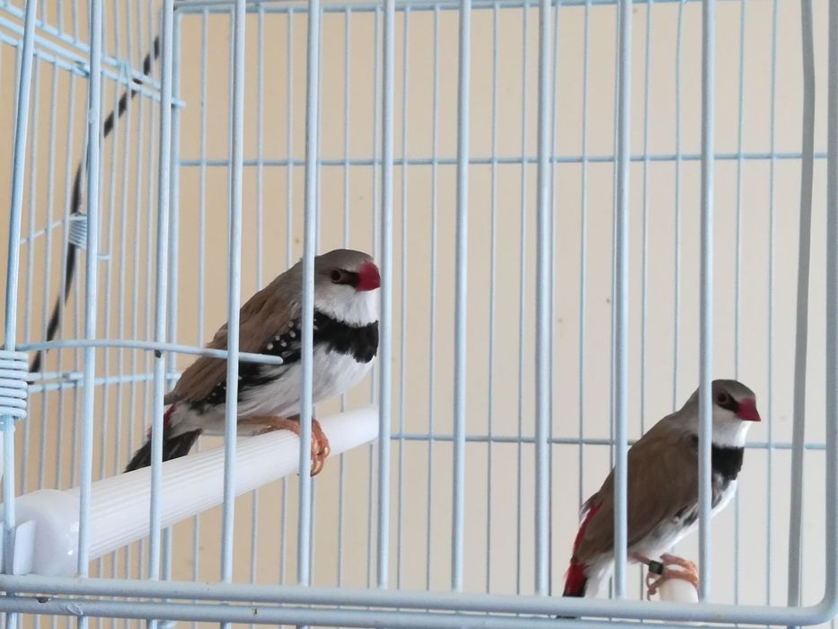 Perusi nimfe zebre australiene hamsteri veverite gerbili