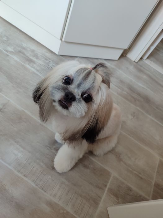 Ши-тцу, девочка 2,5 года ищет пару.