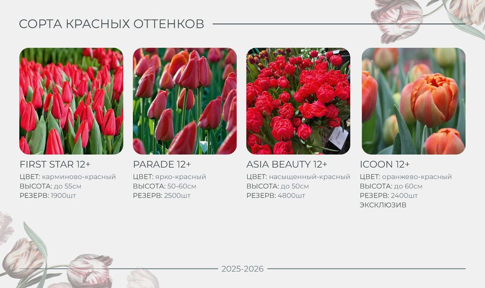 ПРОДАЖА/РАННЕЕ бронирование тюльпана на 8 МАРТА