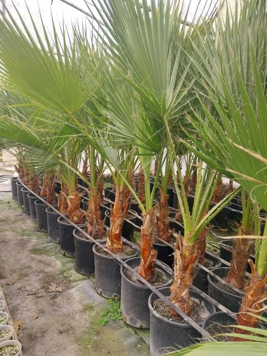 Палми - Вашингтония и Трахикарпус
