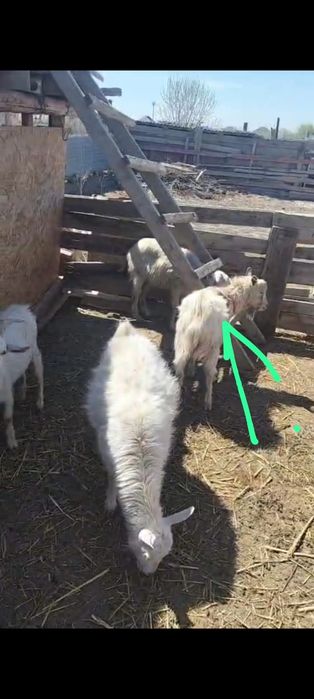 Текешіктер сатылады