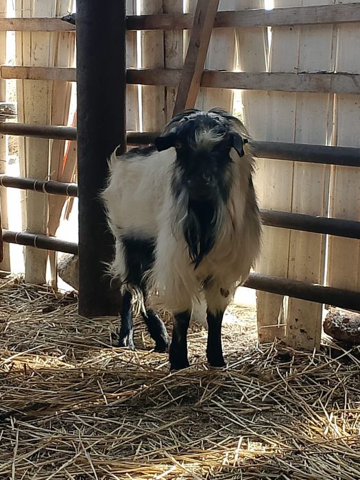 Теке жане буаз ешки