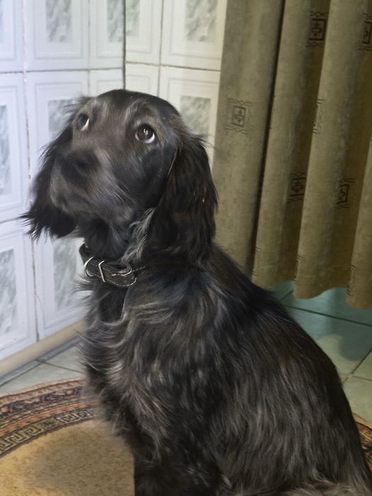 Продам щенка английского сеттера