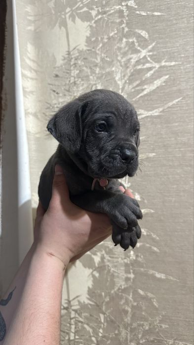 Щенки кане корсо