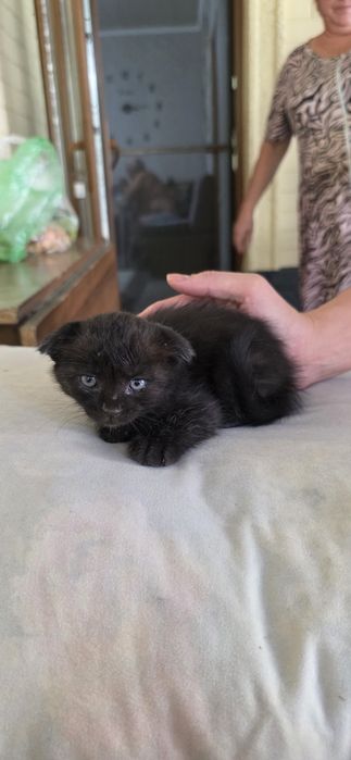 Котята чёрные. ОТ СИАМСКОЙ КОШКИ.