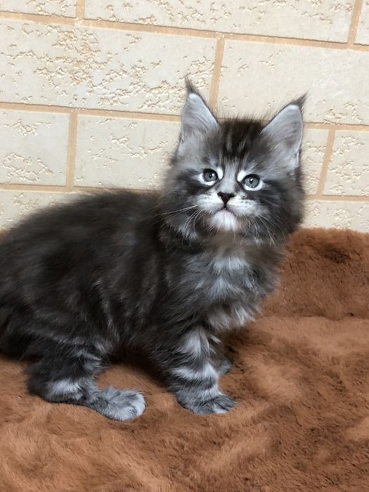 Продаются ! Мейн-Куны!