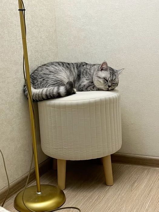 Отдам кота в хорошие руки