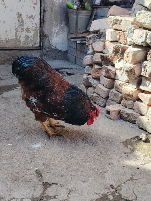 Cocoș wyandotte portelan