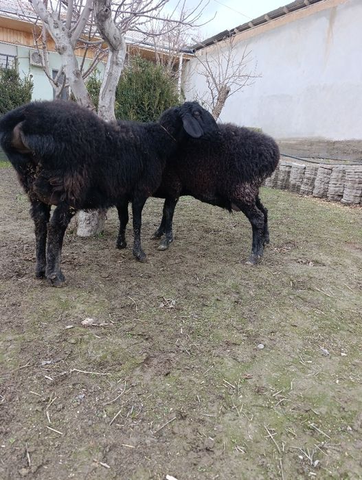 sovluq qoylar sotiladi