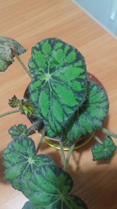 Бегония тигровая