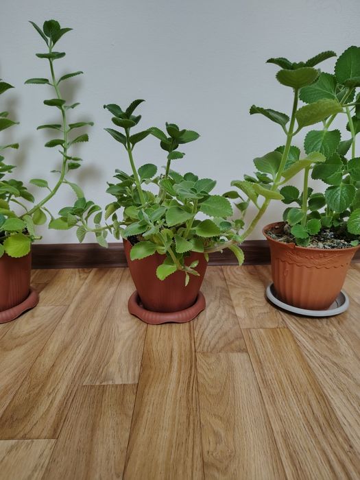 Плектрантус (комнатная мята)