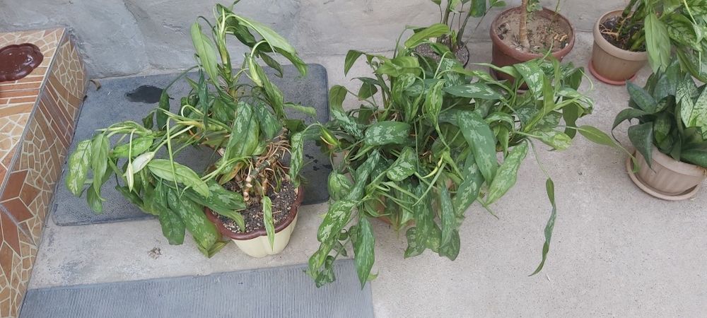 Цветы различных видов