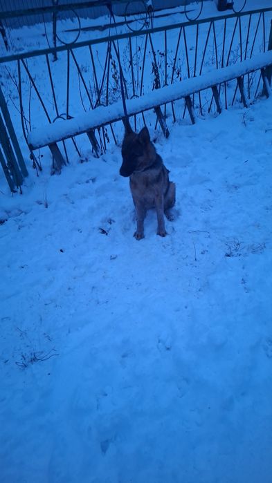 Немецкая овчарка щенок