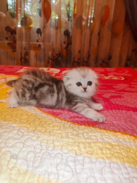 Продается Скоттиш ФОЛД девочка
