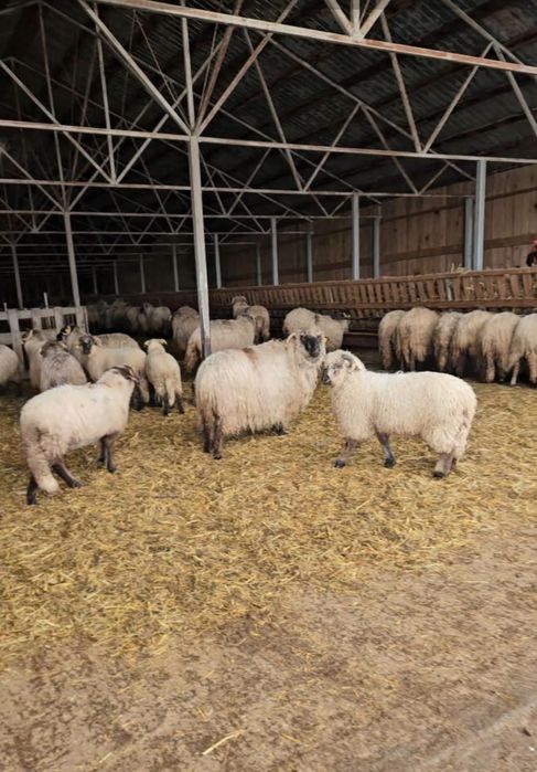 Oi și mie de vânzare în carcasa