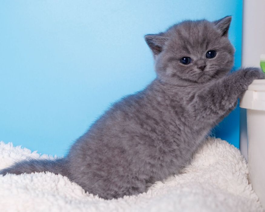Британские котята голубого окраса