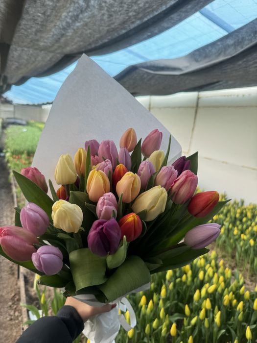 Тюльпаны оптом Алматы(область)