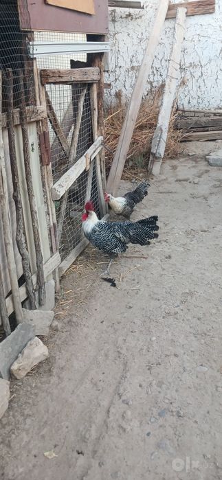 Brekir Zotli 1-para,sotiladi Barter bor