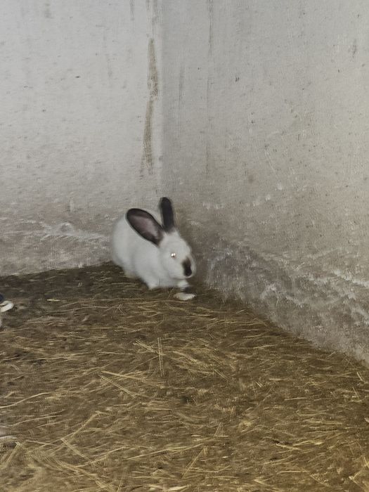 Iepuri Uriaș de Transilvania