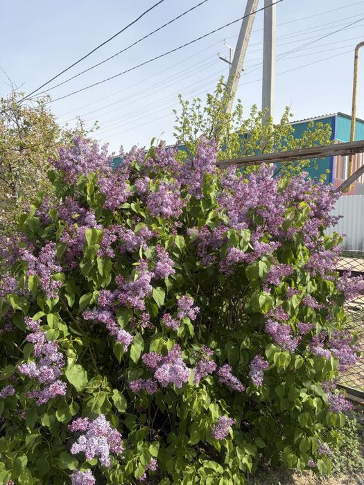 Сирень сатылады 1ветка-400