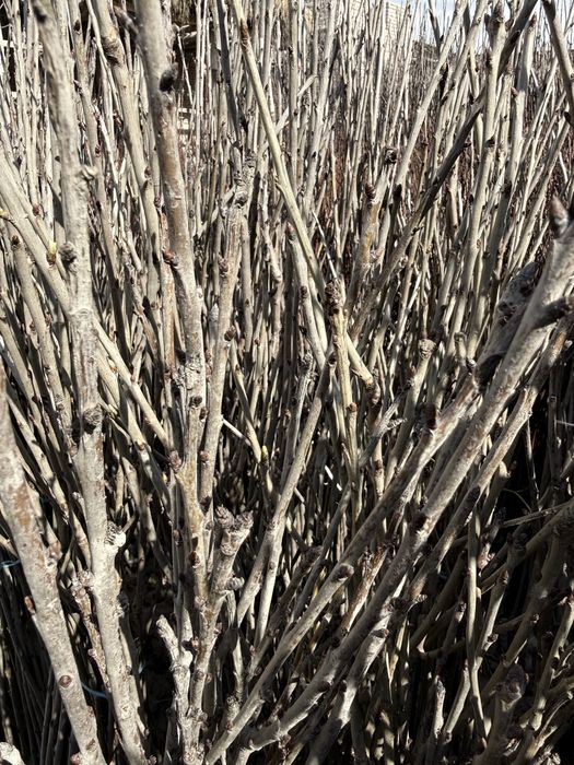 Мевали кучатлар оптом. Mevali ko'chatlar bor. 15 000 сум