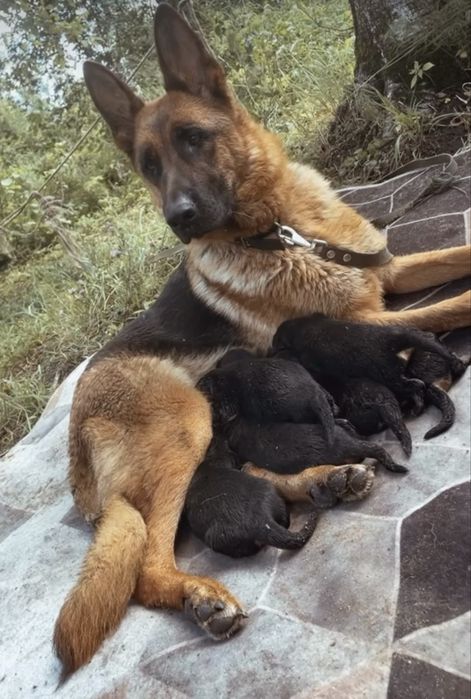 Чистые щенки немца рабочие