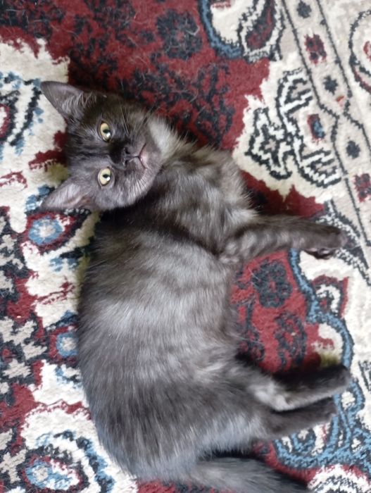 Отдаю котят в хорошие руки.