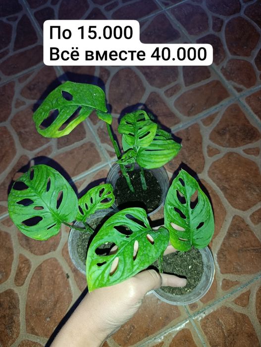 Монстера манки | детки