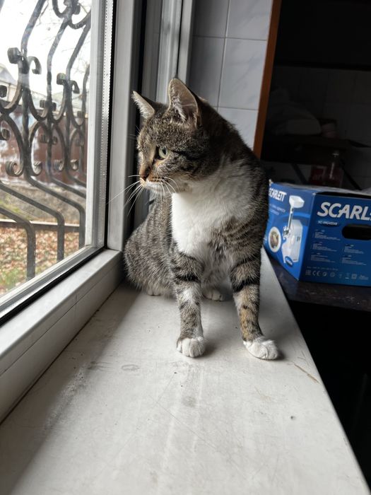 Отдам кошку в хорошие руки