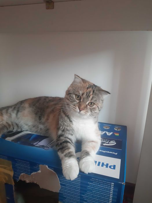 Кошечки домашние