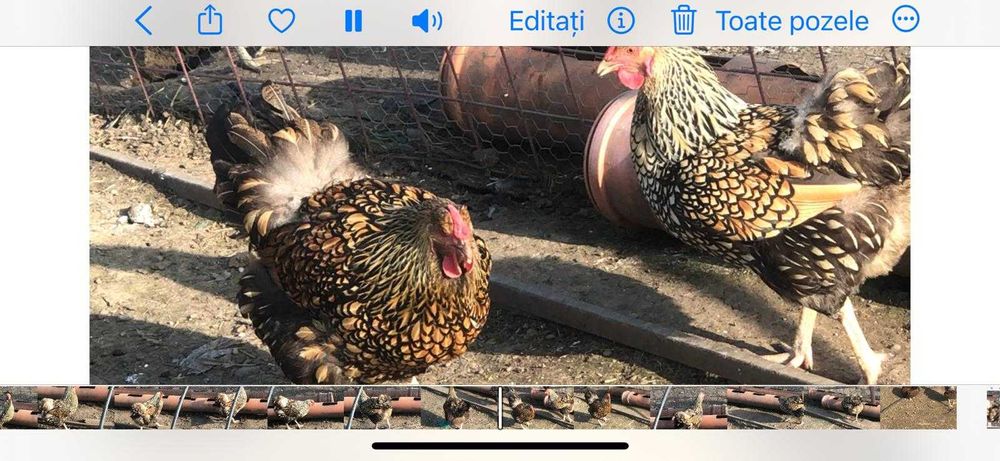 Ouă  incubat  Araucana Marans Wyandotte auriu La Bresse Plymonth R B