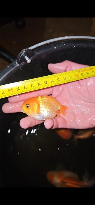 Carasi ranchu si oranda