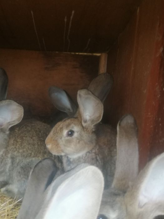 Iepuri  de rasă pura