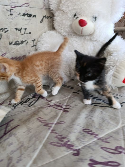 Отдам Котят в добрые руки